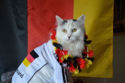 mostlycatsmostly:  Congrats Germany! (via