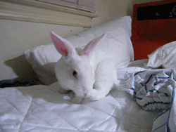fortunas-sands:  Bunny makes a sudden exit stage left on camera. She returned moments later, but she can move quick when she wants to do so!