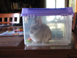 ecstatic-motion:  My cat brought us a present today.  I have never seen a rabbit SO angry.  