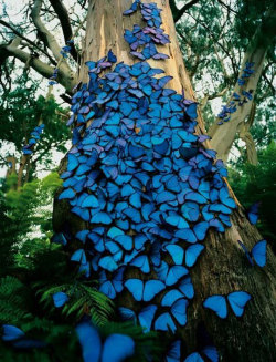 srsfunny:  Magnificent Butterflies On A Tree