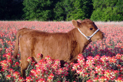 urnotkyungsoo:  my latest 2016 aesthetic includes baby cows standing in fields of flowers 