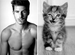 Thusspakekate:  Nydotr:  Hot Guys And Cats Striking Similar Poses  Yes   My Favorite