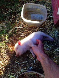 Georgetakei:  That Reminds Me… I Need A Belly Rub!These Animal Bellies Need A Good