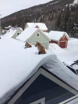 writing-prompt-s:  xtremecaffeine: fozmeadows: the lesser-known roof-fox makes its nest  What kind of birds are these?  Image prompt