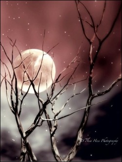 crescentmoon06:  Moonlight by Thea Terlouw-Hess