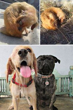 bestvidsonline:  Rescued dogs - before and after! These people who saved them did an amazing job!