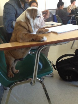 yoyosufo:  the-jaeger-pilot:  Chunk takes his education very seriously  His name is Chunk omg   Lmao the fuck is there a dog in a classroom for???!!!