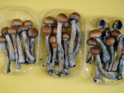 Fuckyeahdrugpolicy:  Magic Mushrooms’ Psychedelic Ingredient Could Help Treat People