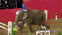 kibblesundbitches:  christinasayswhatsnext:  samhumphries:  equestrian-is-life:  soundtrack-for-lovers:  elephant showjumping  OMG  DGAF  Yes.  Who the fuck thought this would be a good idea