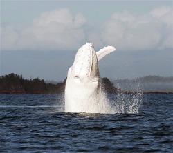 thelovelyseas:  These stunning images capture a graceful show by a rare white humpback whale which dived out of the water in Etty Bay near Innisfail, far north Queensland. Photographer Jenny Dean captured the mammal on the move, she remarked: “It was