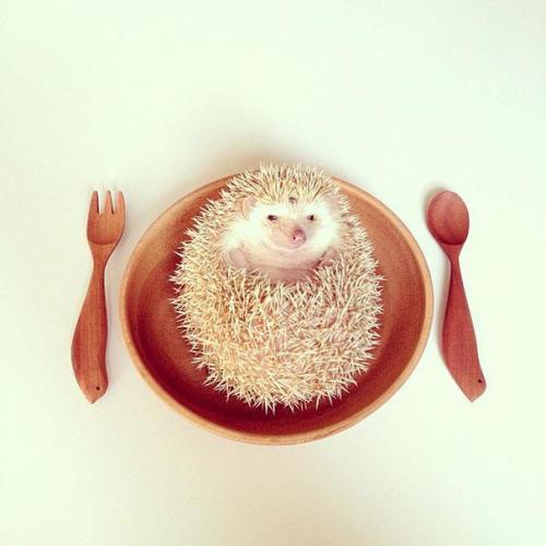 f-l-e-u-r-d-e-l-y-s:  The Cutest Little  hedgehog in the World Focus on the photographic series Shota Tsukamoto with his hedgehog elected the world’s cutest. Based in Japan, she staged an original and fun way her adorable hedgehog 3 years old. 