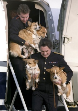 corgnelius:  corgiaddict:  corgidogsorg:  The life of Royal Corgis.  I love this photo. I want to be a royal corgi handler.   Dream job- Royal Corgi Handler. Also, look at that top corgi’s expression. “Gettin’ carried outta private planes, you