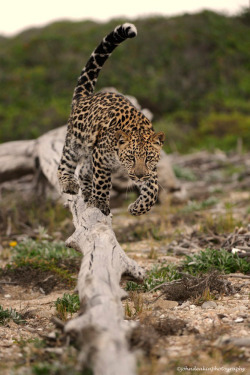 earthandanimals:   Approaching leopard by John