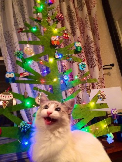 prguitarman:  Was trying to take a photo of our new 2D Christmas tree when my kitty decided to jump in and become the star 