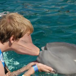 collegehumor:  Human Dolphin Face Swap is