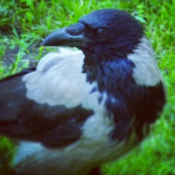 #Spying #Bird ;)  #Crow #Crows #Spy #Birds #Instabirds #Nature #Animals #Streetphotography