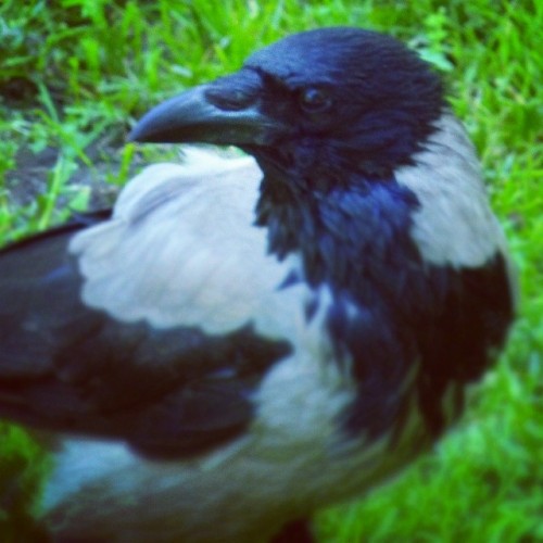 Porn photo #spying #bird ;)  #crow #crows #spy #birds