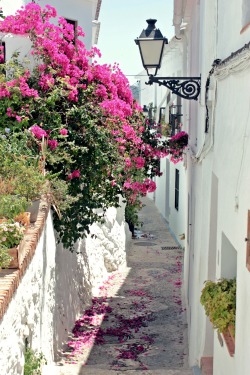 travelingcolors:  Bougainvillea in the alley,