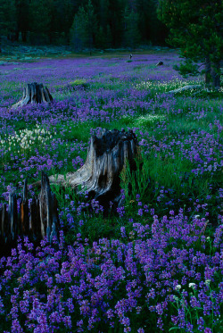  djferreira224:  Penstemons, Tahoe National Forest Photograph by Raymond Gehman, National Geographic  A field of penstemons surround burnt out tree trunks in Tahoe National Forest, Nevada.  