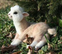 melancholy-hill:  i accidentally looked up baby alpacas and well sweet jesus this brought tears to my eyes oh my god 