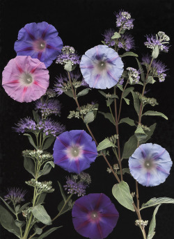 bobbauerflower:  “ Caryopter Glory ‘  Caryopteris and Morning glory flowers. Floral art by Bob Bauer.http://bobbauerflower.tumblr.com/