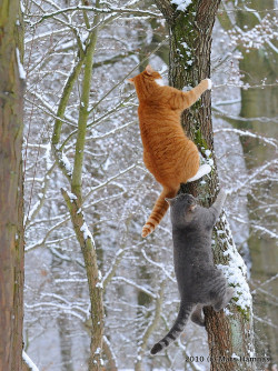 funnywildlife:  Muffi&amp;Zazza by Mats&amp;Muffi on Flickr. Cats playing follow the leader! 