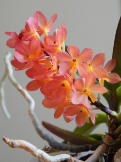 doubleplusunlucky:  Ascocentrum “Mona Church” (miniatum x ampullaceum) A tiny vanda with coral-colored flowers. One of my very favorite plants! 