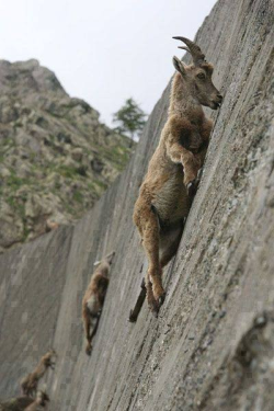 sixpenceee:  Alpine Ibexes climb nearly 90