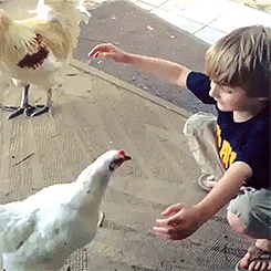 colbaltdrg:  mewiet:  retrogradeworks:  I love to see children who are so delicate and gentle with animals.  It warms my heart amidst a sea of brats pulling cats’ tails and getting whacked. Also JESUS THAT’S A SNUGGLY CHICKEN.  I love how she reaches