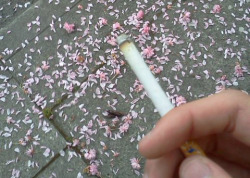 radicooler:  I was smoking and I walked past these pretty petals on the ground and thought it would make a lovely photo so I made it one. 