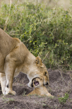 big-catsss:  African Lion (Panthera leo)
