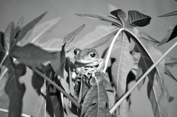 jpalzate:  Cuban Frog 