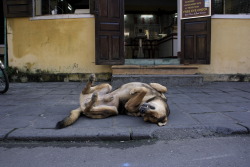This dog seemed to be having the nap of a lifetime. Hoi An, Vietnam