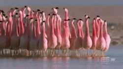 ghostgif:   anti-social-texting:  flamingos