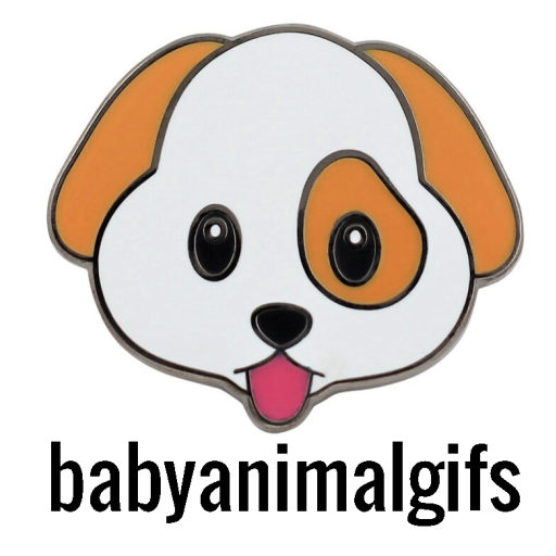 babyanimalgifs:  Backward cartwheel dog trick (Source)