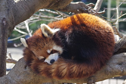 fishmech:  red panda nap