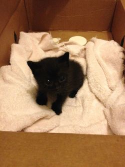 thehumanbutt:  stop-fallen-angel:  awwww-cute:  Found this little guy outside of a Mexican restaurant last night. His name is Queso  THAT THING LOOKS LIKE A DEMON, WHY WOULD YOU NAME HIM AFTER CHEESE?  IT IS OBVIOUSLY A BLACK FLOOF AND HAS/WILL NEVER