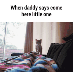 kittenlikedaddy: littlekitte-n:  Mhm!  Awwww look at that little kitty 