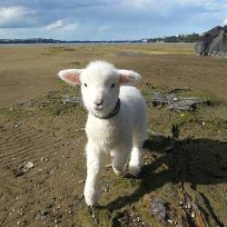 awwww-cute:  A Friends New Baby Lamb (Source: http://ift.tt/1WwQIIe) 