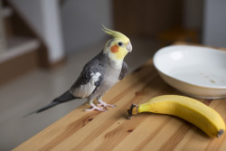 parrot-post:Benj spotted the banana!