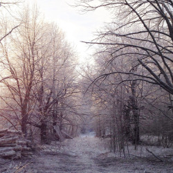 arctic-bramble:  Winter in Finland. This is where I live and the weather was incredible today. 