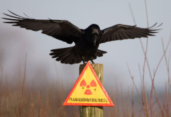 lambrini-socialism:  thekljunar: A raven stretches its wings as it sits on a post inside the 30 km (18 miles) exclusion zone around the Chernobyl nuclear reactor near the village of Babchin, Belarus on December 23, 2009. The sign reads: “Radiation