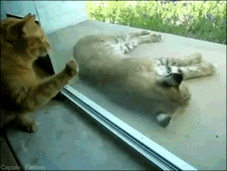 giandujakiss:  onelostsoulswiminginafishbowl:  sparky-sparkerson:  cptfantasy:  Housecat meets bobcat  “why are you trapped in there, tiny orange bobcat”  omg the kitty knocking on the window  ive seen this a few times and it’s just the most adorable