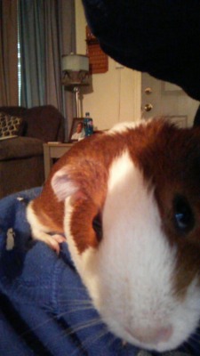 I don’t have a puppy but I have a guinea pig(smallchibigurl)WHAT A GOOD FACE