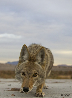 yipyapyote:  Coyote pack by Steve Fanell Raw Photography on Flickr.  Sometimes when we are playing she tells me I am like a wild dog, a coyote.  I find it endearing how often she looks at people and sees animals. 