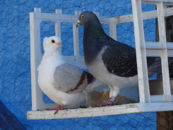 pacificpikachu:  These two are just the cutest little lovey-dovey pigeons. The big gray one is Petra (female) and the little white one is Penby (male).