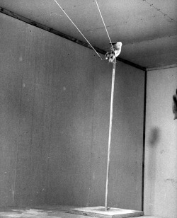 Joseph Scherschel - Daring descent is made by a hamster as he leaves the top of a post and starts downward on a trapeze. He occasionally falls but remains undaunted.