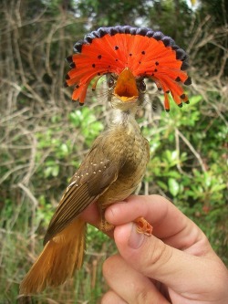 Avian aristocracy (Pacific Royal Flycatcher, a threatened species of Ecuador and Peru, in a rare display with its feathered crest raised)