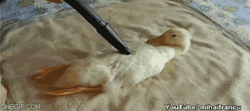 trilithbaby:  &ldquo;Hey, wanna go out tonight?&rdquo; &ldquo;Sorry, I need to vacuum my duck.&rdquo; &ldquo;You don’t have to make up crazy excuses if you don’t want to go with me.&rdquo; &ldquo;But I…&rdquo;  &hellip;i got nothin