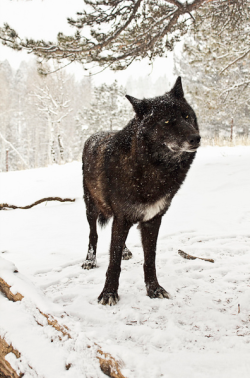 wolveswolves:  This is Na’vi, a black phase timber wolf born in March 2010 at the Colorado Wolf and Wildlife Center Picture by Brian Cross
